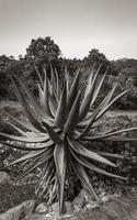 große Aloe Vera Kaktuspflanze, Kapstadt, Südafrika. foto