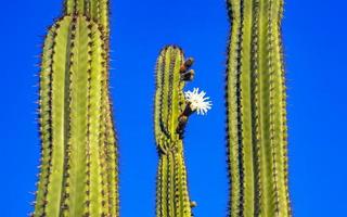 tropisch Kakteen Kaktus Pflanzen mit Weiß Blume blühen Mexiko. foto