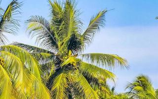 blauer himmel der tropischen natürlichen palmenkokosnüsse in mexiko. foto