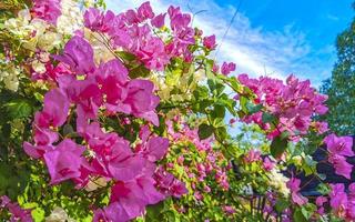 bougainvillea rosa weiße blumen blüht in puerto escondido mexiko. foto