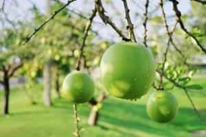 Kalebasse Baum ist ein mittelgroße saftig Strauch. beim das Ende von das Blätter sind dornig Lappen, das Kanten sind glatt, das Obst ist kugelförmig. foto