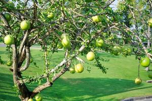 Kalebasse Baum ist ein mittelgroße saftig Strauch. beim das Ende von das Blätter sind dornig Lappen, das Kanten sind glatt, das Obst ist kugelförmig. foto