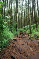 Wald Weg, Wandern Pfad, Aussicht von Straße im Kiefer Wald im früh Morgen. foto