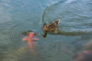 schick Karpfen Fisch oder Koi im Teich und Ente foto
