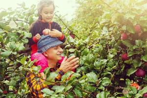 Großvater mit Enkelin mit Apfel im das Apfel Obstgarten. schön Mädchen Essen organisch Apfel im das Obstgarten. Ernte Konzept. Garten, Kleinkind Essen Früchte beim fallen Ernte. foto