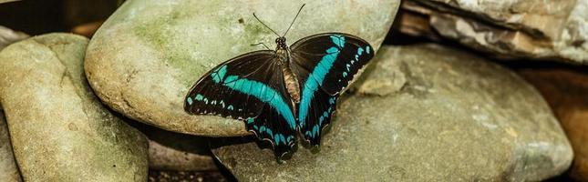 Schmetterling ruhen auf das Felsen foto