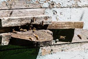 Leben von Bienen. Arbeiter Bienen. das Bienen bringen Honig foto