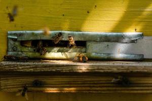 Gruppe von Bienen in der Nähe von ein Bienenstock, im Flug foto