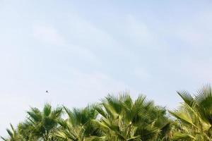 Palme Bäume gegen Blau Himmel, Palme Bäume beim tropisch Küste, Jahrgang getönt und stilisiert, Kokosnuss Baum, Sommer- Baum, retro foto