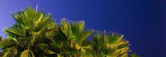 Palme Bäume gegen Blau Himmel, Palme Bäume beim tropisch Küste, Jahrgang getönt und stilisiert, Kokosnuss Baum, Sommer- Baum, retro foto