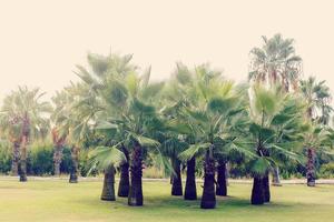 Palme Bäume gegen Blau Himmel, Palme Bäume beim tropisch Küste, Jahrgang getönt und stilisiert, Kokosnuss Baum, Sommer- Baum, retro foto