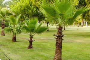jung Palme Bäume gepflanzt im ein Reihe von Parklandschaft foto