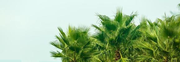 Palme Bäume gegen Blau Himmel, Palme Bäume beim tropisch Küste, Jahrgang getönt und stilisiert, Kokosnuss Baum, Sommer- Baum, retro foto