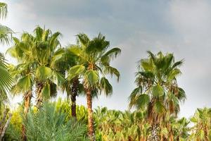 Kokosnuss Palme Bäume, schön tropisch Hintergrund, Jahrgang Filter foto