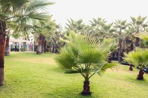 Palme Bäume gegen Blau Himmel, Palme Bäume beim tropisch Küste, Jahrgang getönt und stilisiert, Kokosnuss Baum, Sommer- Baum, retro foto