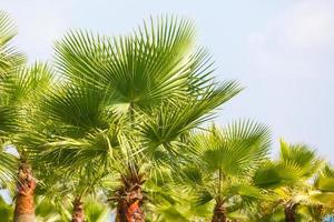 Palme Bäume gegen Blau Himmel, Palme Bäume beim tropisch Küste, Jahrgang getönt und stilisiert, Kokosnuss Baum, Sommer- Baum, retro foto