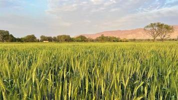 schön Aussicht von Grün Weizen landwirtschaftlich Feld auf wolkig Frühling Tag. landwirtschaftlich Landschaft Aussicht foto