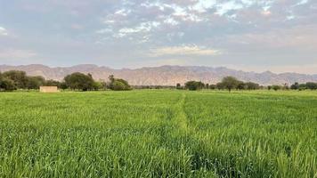 schön Aussicht von Grün Weizen landwirtschaftlich Feld auf wolkig Frühling Tag. landwirtschaftlich Landschaft Aussicht foto