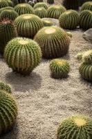 Gruppe von Echinocactus Pflanzen auf Vulkan trocken Boden mit Vulkan Kies foto