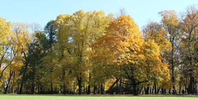 Panorama von bunt Bäume im ein Park im Herbst, ein lebhaft Landschaft mit das Sonne leuchtenden durch das Laub foto