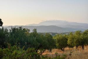 Kreta Griechenland Olive Bäume foto
