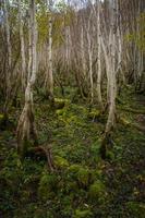 ein Wald mit Moos Fußboden und klein Bäume foto