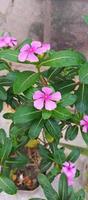 Catharanthus Roseus Dara Blume mit Morgen Tau Tröpfchen foto