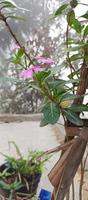 Catharanthus Roseus Dara Blume mit Morgen Tau Tröpfchen foto