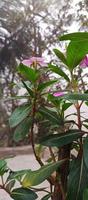 Catharanthus Roseus Dara Blume mit Morgen Tau Tröpfchen foto