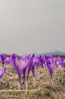 schließen oben violett Safran Krokus Blumen Textur Konzept Foto