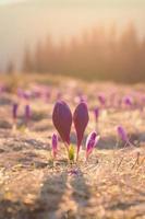 schließen oben sanft Krokus Blume Knospen im Sonnenschein Konzept Foto