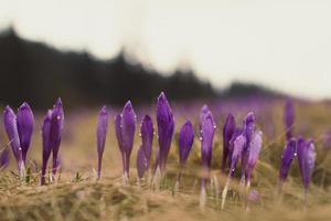 schließen oben Safran Krokus Blume Knospen mit Wasser Tröpfchen Konzept Foto