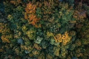 bunt Herbst Bäume fotografiert von über foto