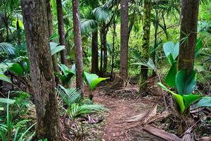 Glacis la Reservieren Natur Pfad, Fußweg im Wald mit Palme Bäume foto