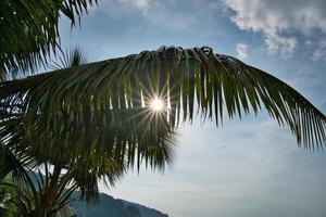 Sonne Star platzen hinter Kokosnuss Palme Bäume foto