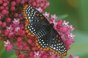 Baltimore checkerspot Schmetterling auf Sumpf Wolfsmilch Blumen foto