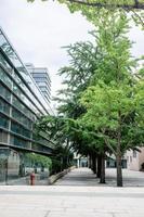 Ginkgo Baum Pfad auf ein schön Tag foto