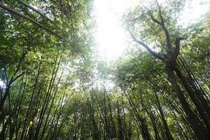 Bambus Wald mit Sonnenlicht im das Morgen, Bambus Wald Hintergrund foto