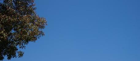 Baum Geäst und Blätter gegen das Blau Himmel auf ein sonnig Tag foto