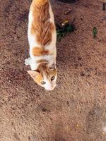 golden Katze Pracht ein wirklich wunderbar Sicht - - ein Muss sehen zum Tier Liebhaber foto