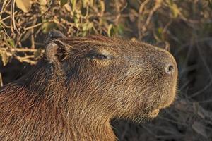 Kopf Einzelheiten von ein Capybara foto