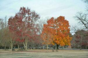 Bäume mit Orange und rot Blätter im Park im Herbst foto