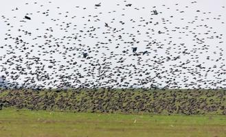 sehr groß Herde von verbreitet Stare - - sturnus vulgaris - - im dicht Flug Über landet und Felder während Herbst Migration foto