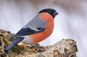 Winter Schuss von männlich eurasisch Gimpel - - Pyrrhula Pyrrhula - - thront auf Baum Stumpf mit sauber Winter Hintergrund foto