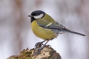 reifen großartig tit - - parus Haupt - - thront auf oben von dick alt Ast im Stumpf grau Winter Wetter Bedingungen foto