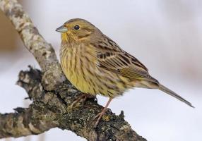 weiblich Yellowhammer - - Emberiza Citrinella - - posieren thront auf ein alt Ast im Winter Jahreszeit foto