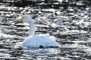 whooper Schwan Cygnus Cygnus, wwt Schloss Spion, Vogel Center, Nord Irland, Vereinigtes Königreich foto