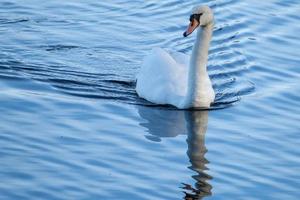 stumm Schwan Cygnus olor, wwt Schloss Spion, Vogel Center, Nord Irland, Vereinigtes Königreich foto