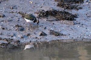 Nord Kiebitz vanellus Vanellus, Victoria Park, belfast, Nord Irland, Vereinigtes Königreich foto