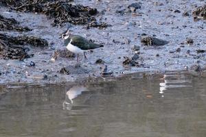 Nord Kiebitz vanellus Vanellus, Victoria Park, belfast, Nord Irland, Vereinigtes Königreich foto